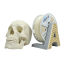 AURAPOL PLA 3D Filament Skeleton White 1 kg 1,75 mm